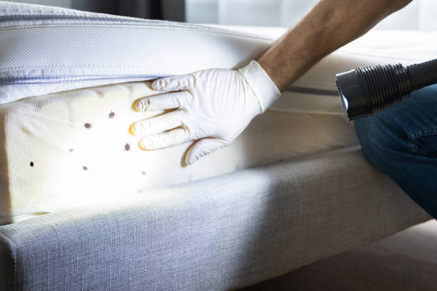 Best Affordable Pest Control Services  in Canton, OH