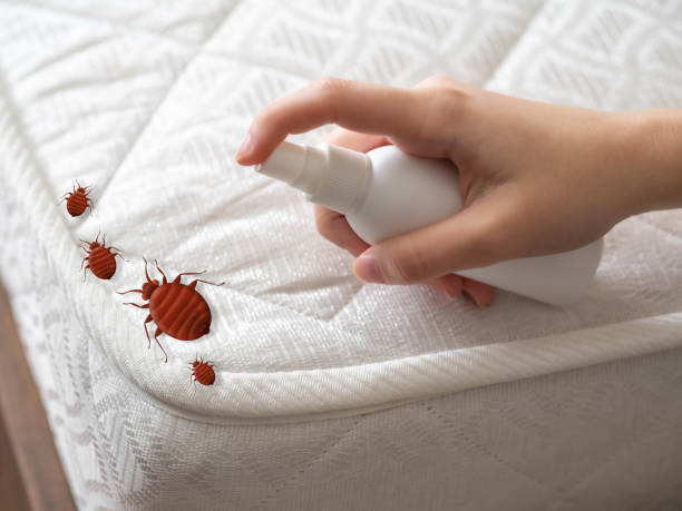 Wasp Removal Services in Canton, OH